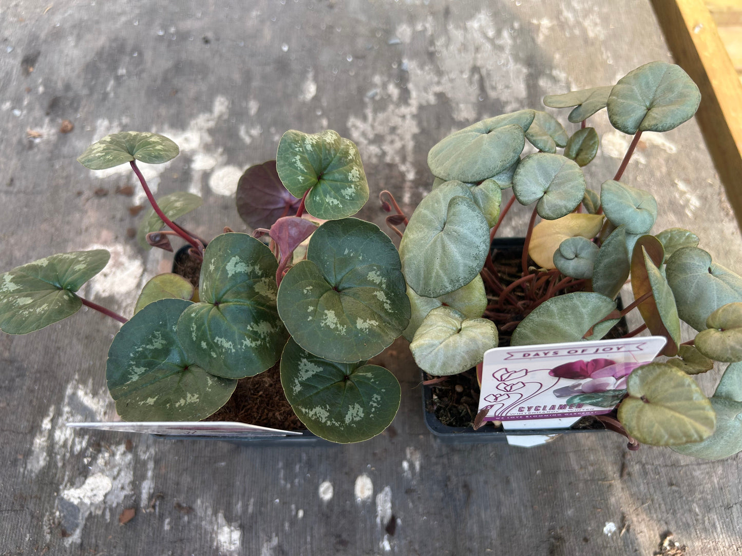 Cyclamen coum  2 x 9cm pots