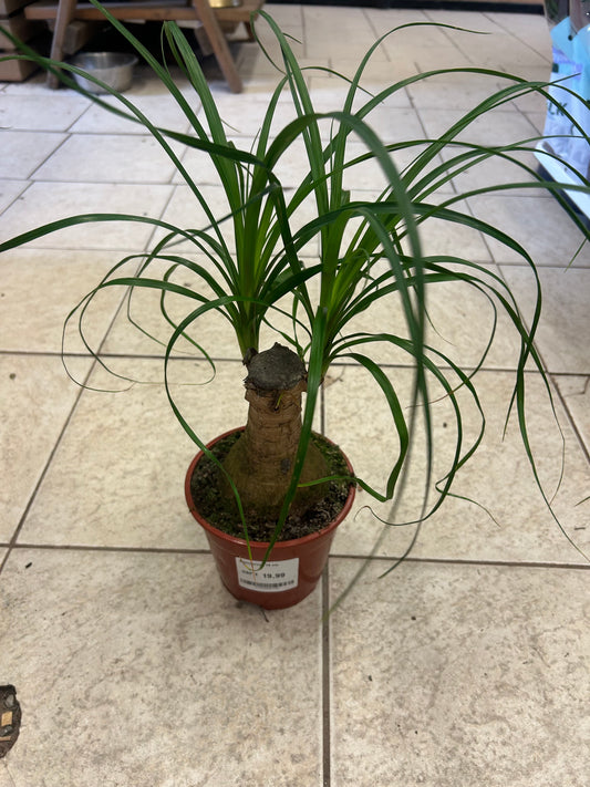 Beaucarnea 14 cm pot