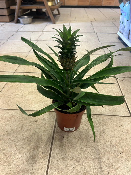 Ananas Mi Amigo P12