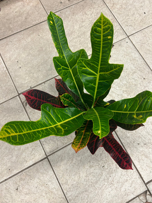 Croton `Sunshiners'(Codiaeum)