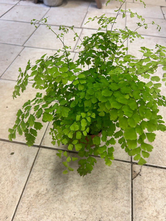 Adiantum raddianum 'Fragrans' 12cm