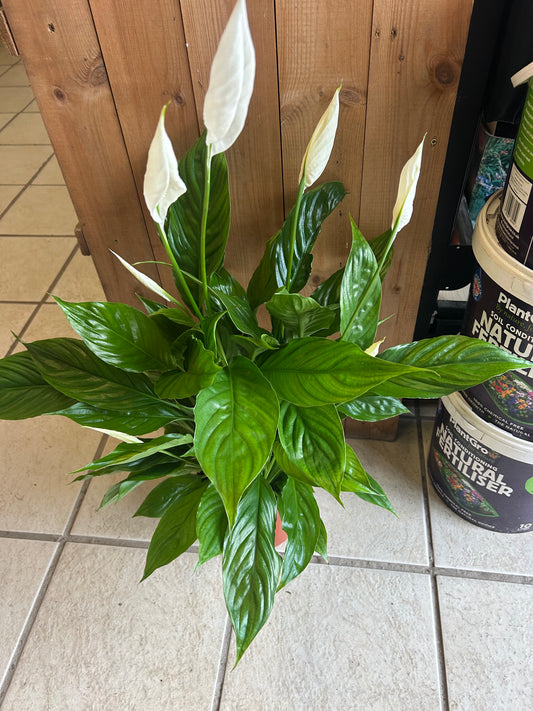 Spathiphyllum 'Vivaldi' 17cm pot