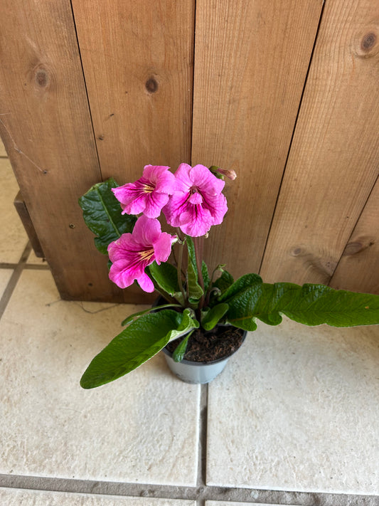 Streptocarpus Hybrid 12cm pot