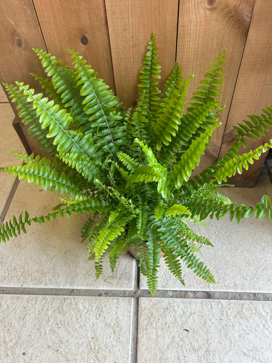 Nephrolepsis Green Lady 12cm