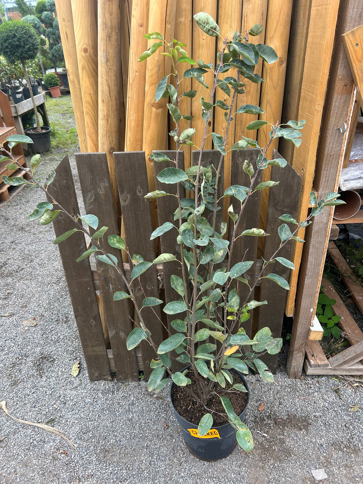 Amelanchier lamarckii 10ltr pot