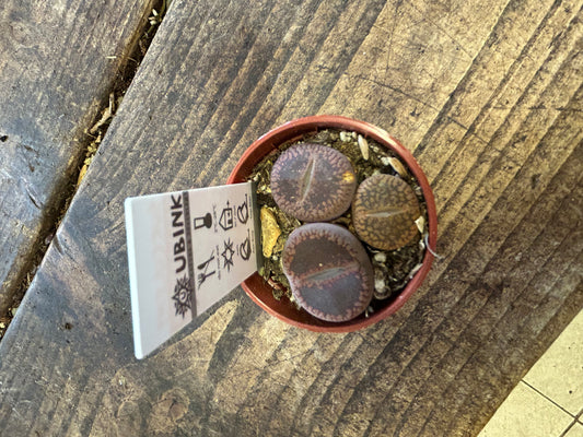 Lithop leslei 5.5cm Living Stones