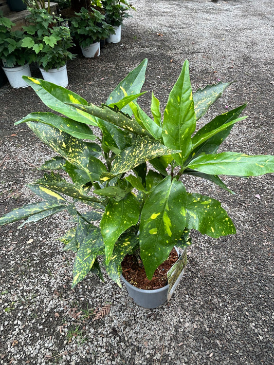 Aucuba japonica 'Crotonifolia' 2.5ltr