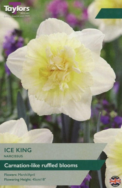 Taylors Bulbs Narcissus `Ice King` (5)