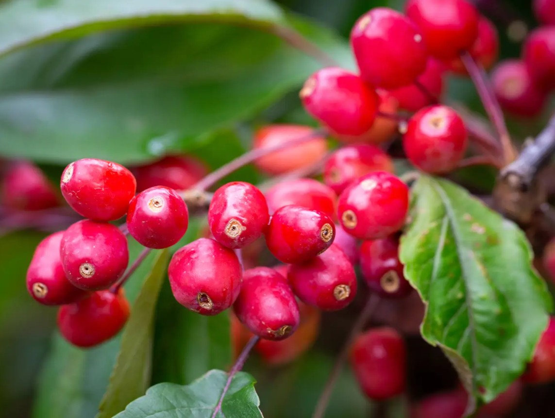 Malus Indian Magic — 12L Container