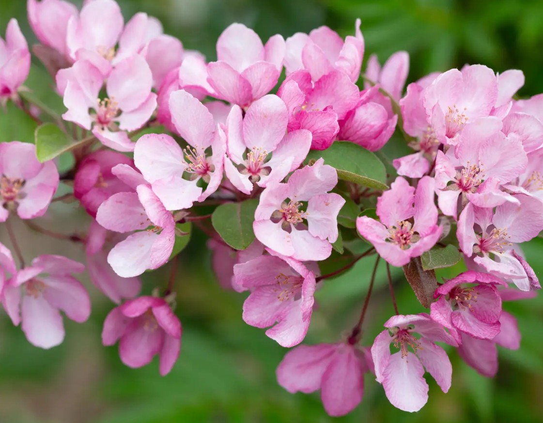 Malus Indian Magic — 12L Container