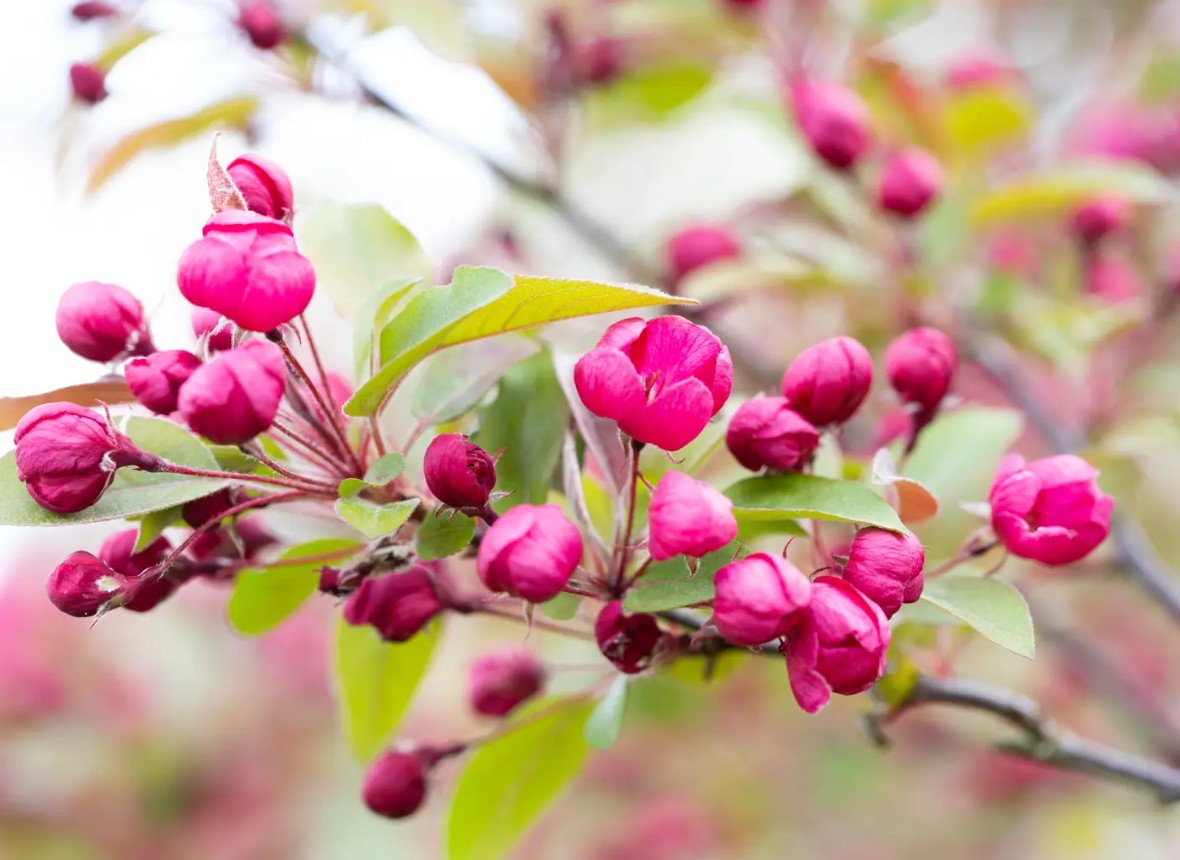 Malus Indian Magic — 12L Container