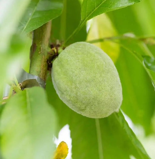 Almond (Prunus) Ingrid 12L