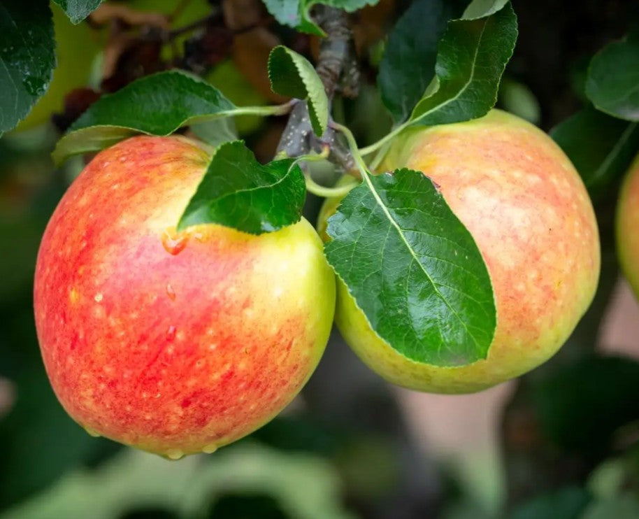 Apple (Malus) James Grieve Cordon M9