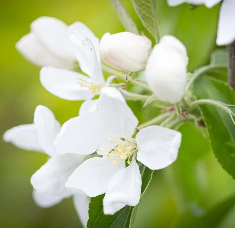 Malus Jelly King — 12L Container