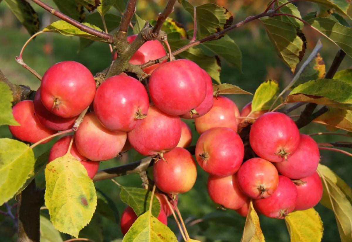 Malus Jelly King — 12L Container