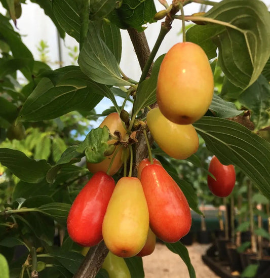 Cornelian Cherry (Cornus) mas Jolico 12L