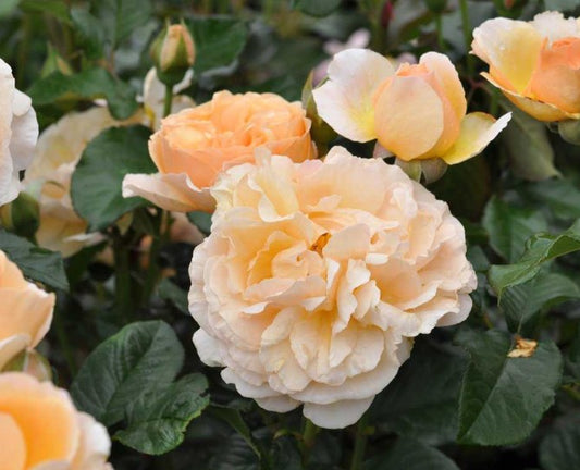 Rosa 'Jordi Roca'