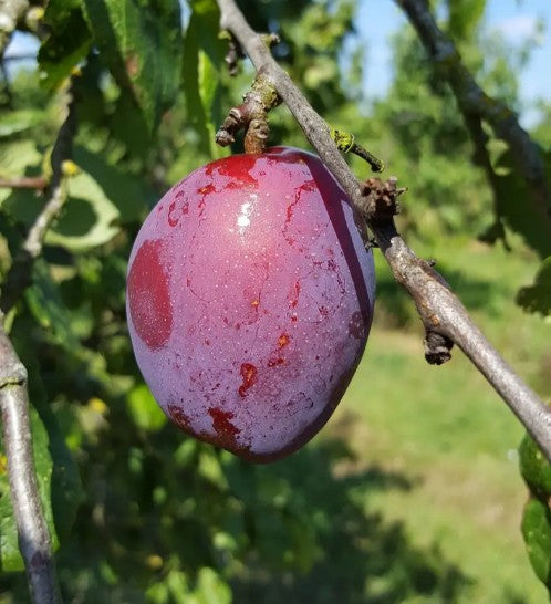 Plum (Prunus) Jubilee 12L