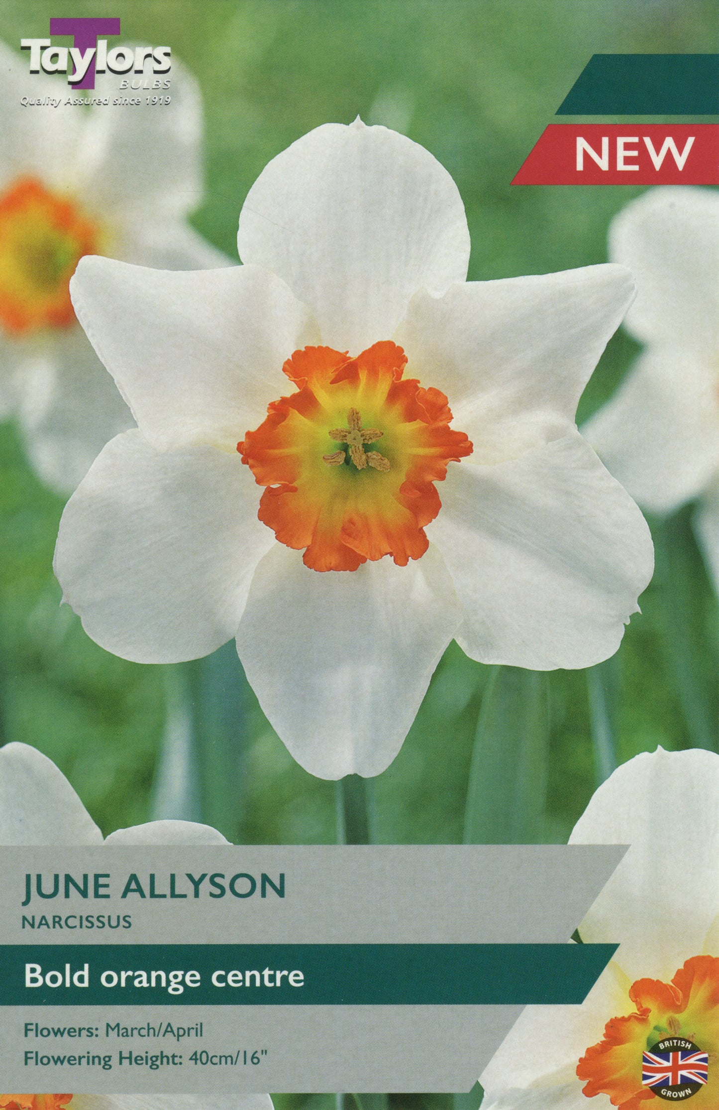 June Allyson potted flowering shrub with glossy green leaves on nursery shelf at Pengelly Garden Centre