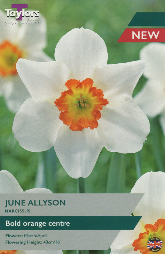 June Allyson potted flowering shrub with glossy green leaves on nursery shelf at Pengelly Garden Centre