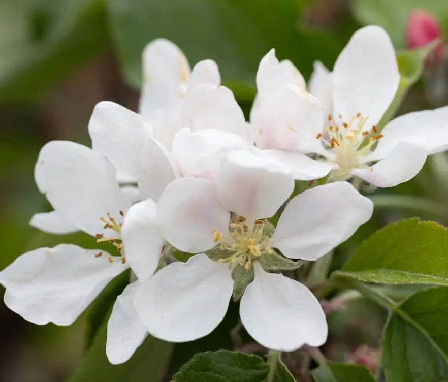 Apple (Malus) Katy M26