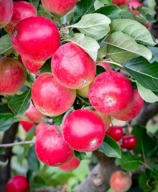 Apple (Malus) Katy M26