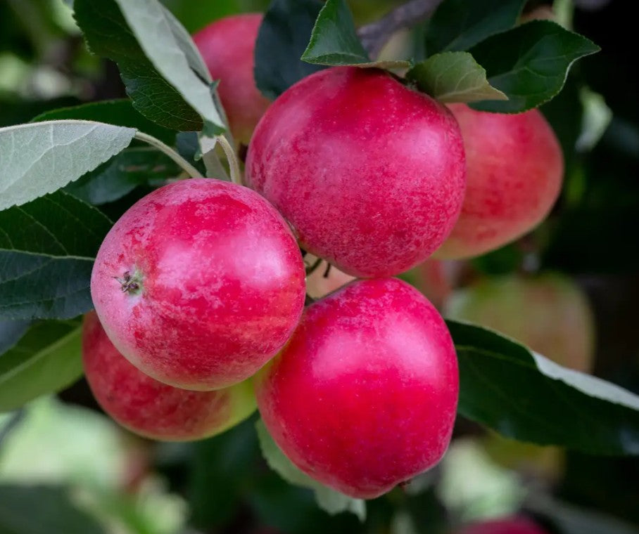 Apple (Malus) Katy M26