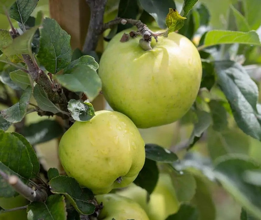 Apple (Malus) Keswick Codlin