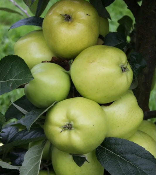 Apple (Malus) Keswick Codlin
