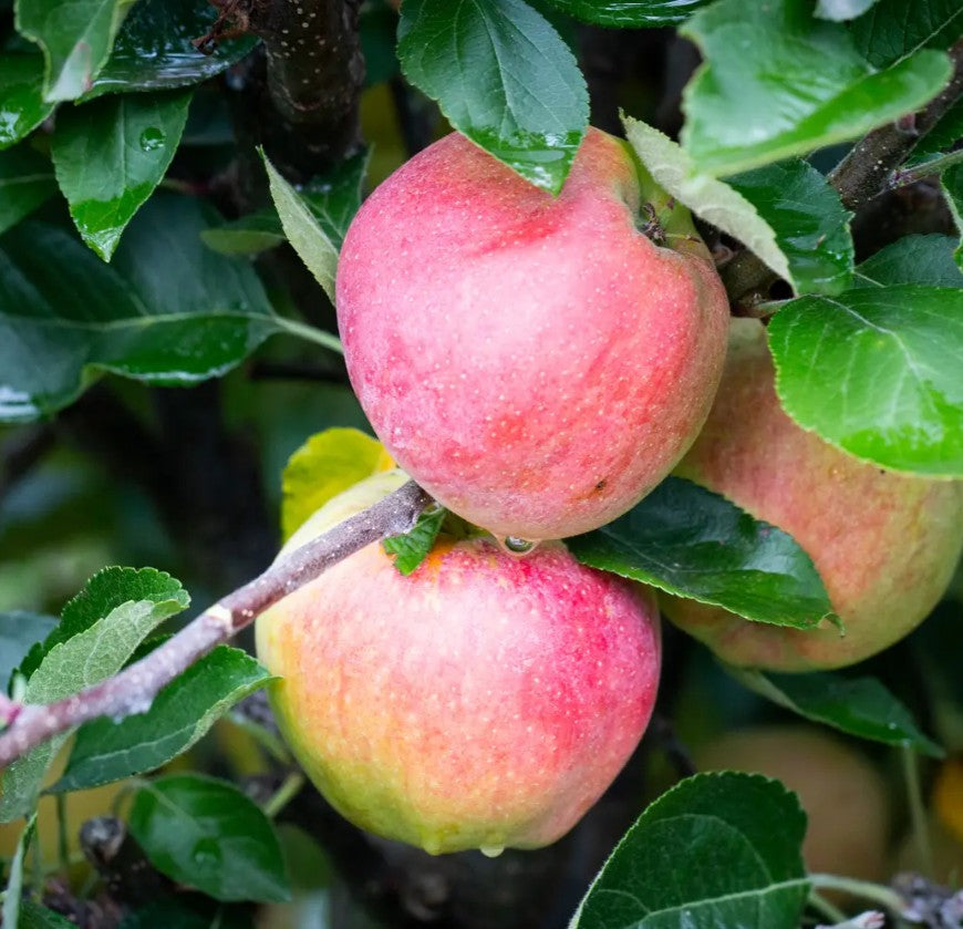 Apple (Malus) Kidd's Orange Red M26