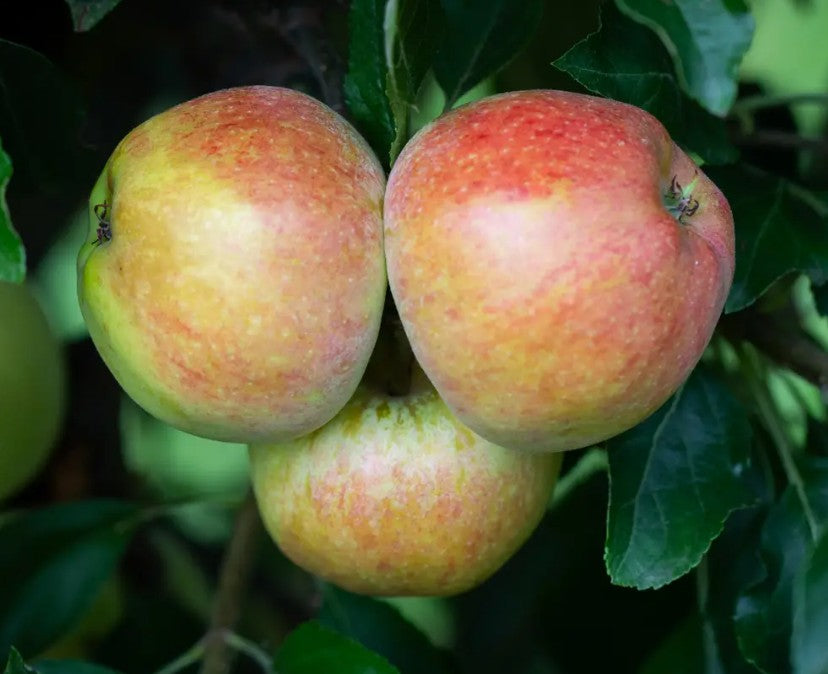 Apple (Malus) Kidd's Orange Red M26