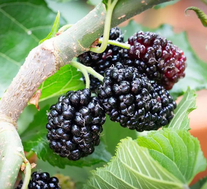 Mulberry (Morus) Chelsea (King James)