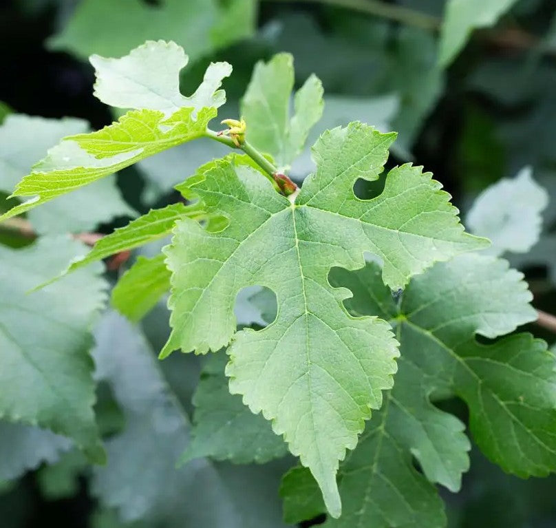 Mulberry (Morus) Chelsea (King James)