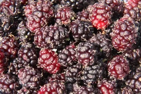 Mulberry (Morus) Chelsea (King James)