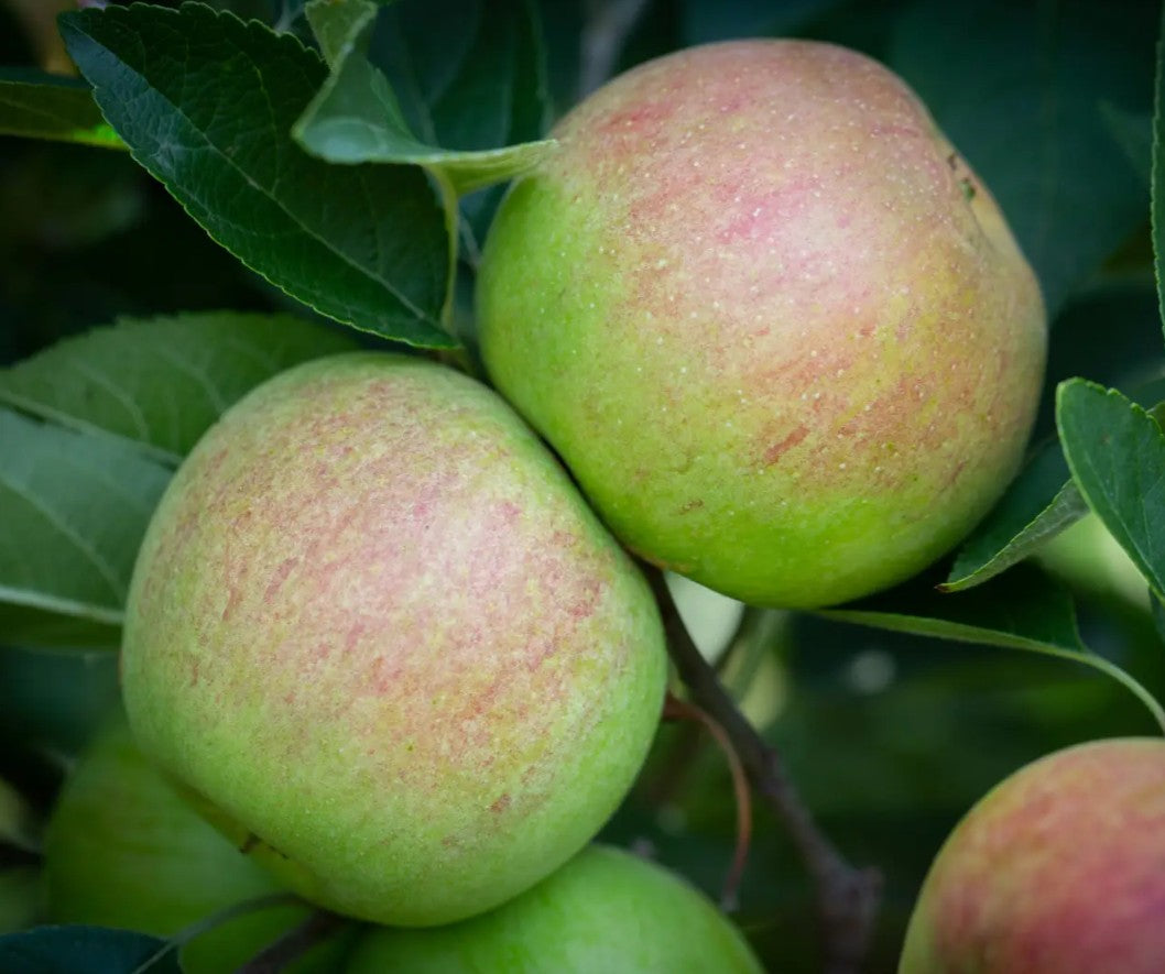 Apple (Malus) Laxton's Superb M26