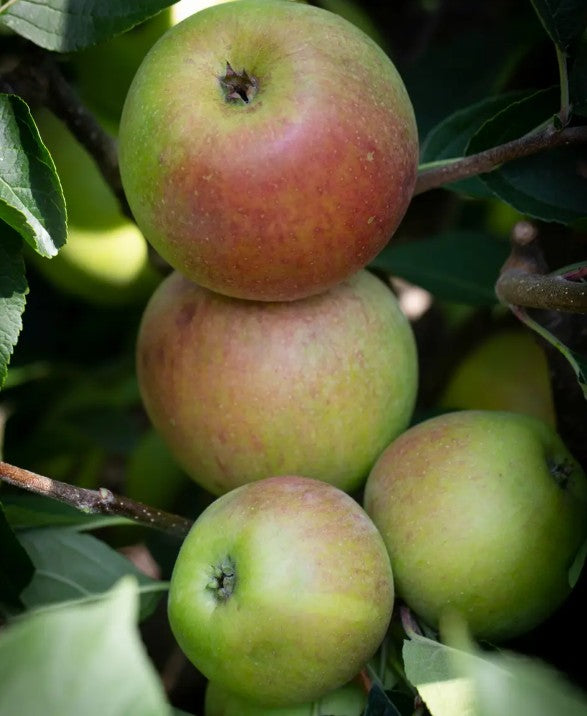 Apple (Malus) Laxton's Superb M26