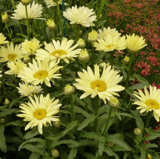 Leucanthemum superbum 'Broadway Lights' 3Ltr