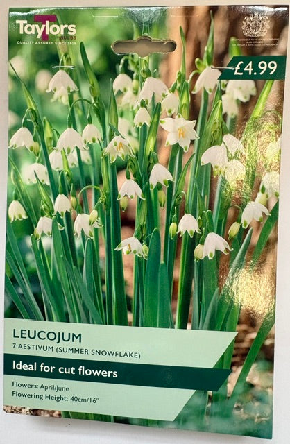 Leucojum Aestivum (7)