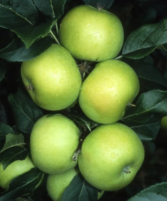 Apple (Malus) Limelight M26