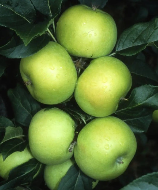 Apple (Malus) Limelight MM106