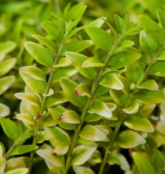 Lonicera nitida 'Golden Glow' 2ltr