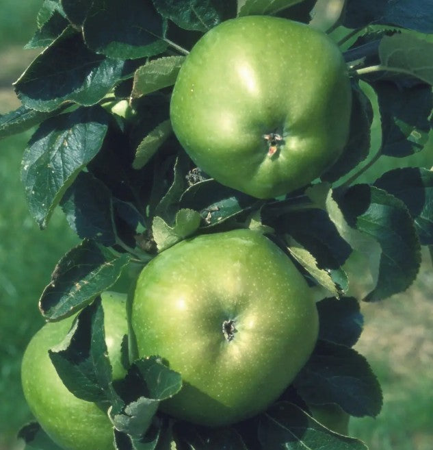 Apple (Malus) Lord Derby M26