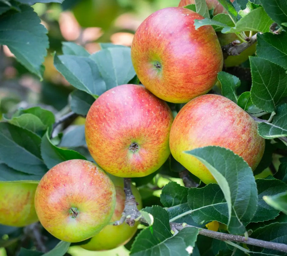 Apple (Malus) Lord Lambourne M26