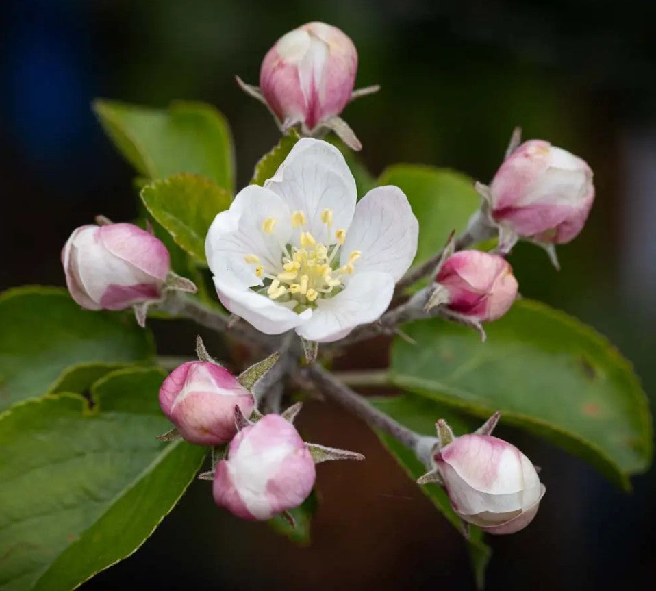 Apple (Malus) Lord Lambourne M26