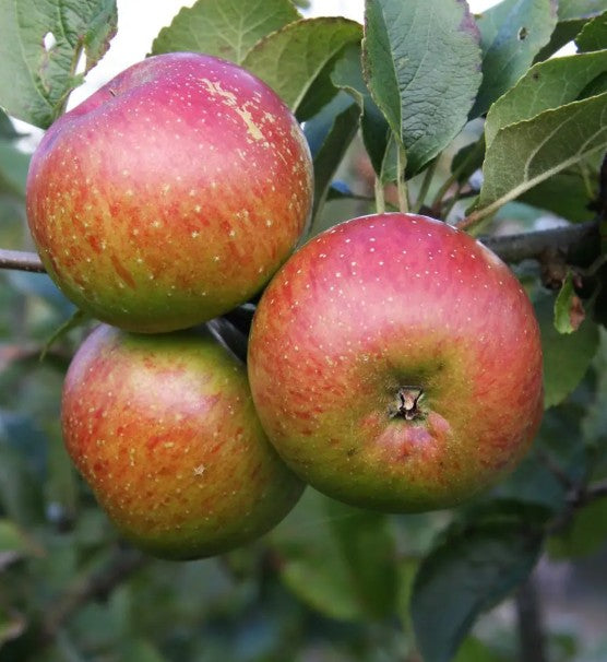 Apple (Malus) Lord Lambourne M26