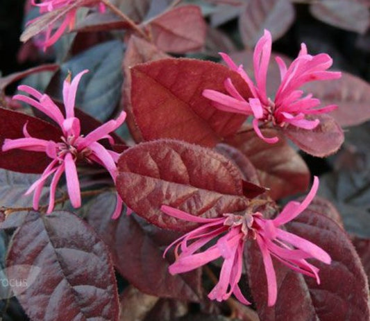 Loropetalum chinensis 'Daybreak Flame' 15cm