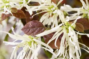 Loropetalum chinensis 'Ruby Snow' 15cm
