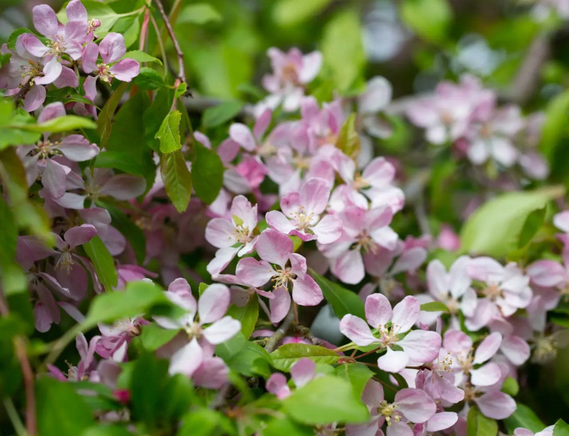 Malus Louisa — 12L Container