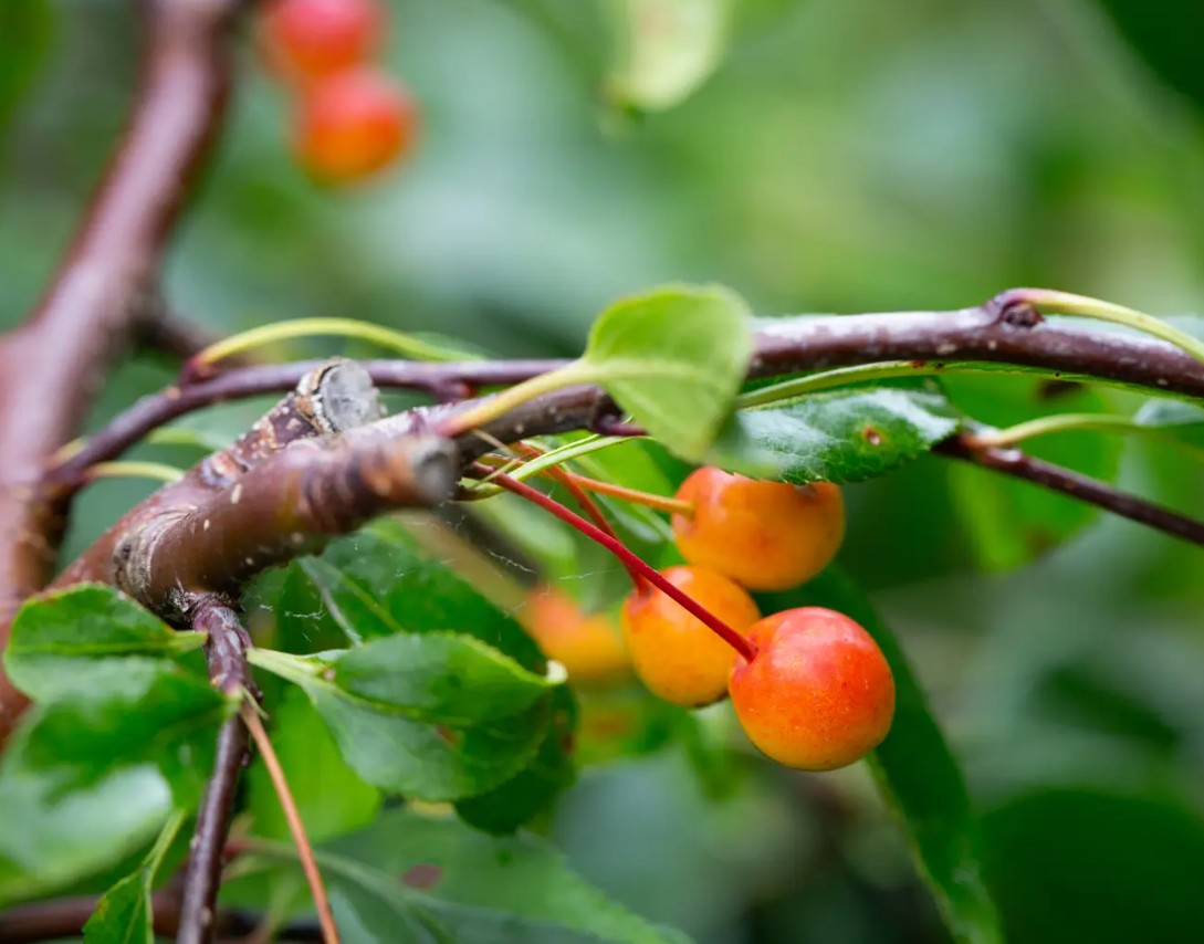 Malus Louisa — 12L Container