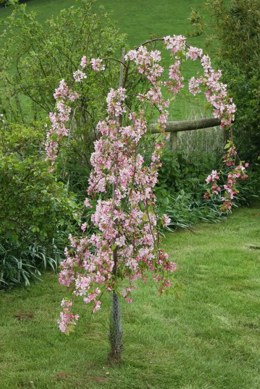 Malus Louisa — 12L Container